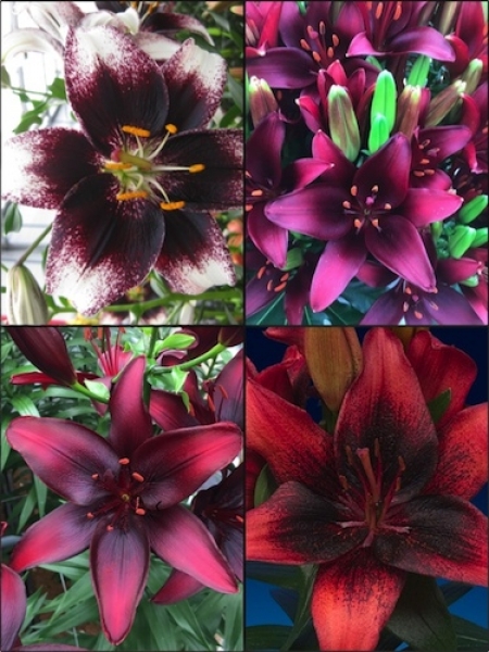 'Hot Red Bed' Lily Bulb Collection (Pack of 12 Bulbs)