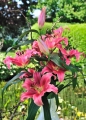 Amarossi arranged for cut flower