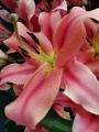 Amarossi Oriental Trumpet Lily