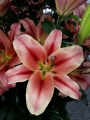 Lilium Amarossi