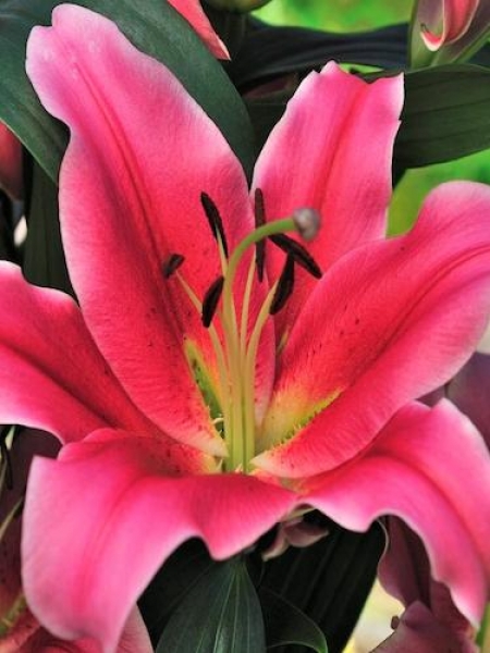 Lily 'Amarossi'