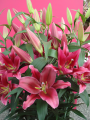 Huge Oriental Trumpet Lilies Palazzo
