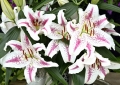 Lilium Spectator 