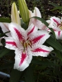 Stunning Spectator Lilies