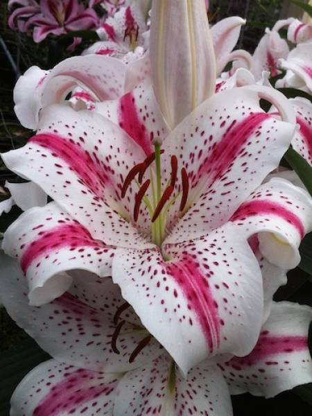 Lily 'Spectator'