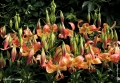 Lilium Fusion in the garden