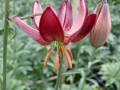Martagon Maroon King Lily