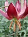 Maroon King Martagon Lily
