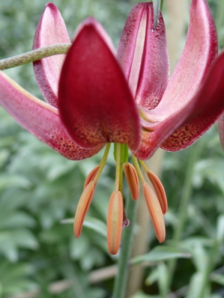 Maroon King Martagon Lily