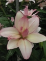 Longiflorum Asiatic Bentley
