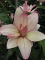 Lily 'Bentley'