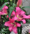 Arvandrud Oriental Trumpet Lily Bulbs