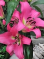 Lily 'Arvandrud'