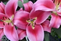 Dalian Oriental Trumpet Lily