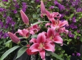 Dalian OT Lily Cut Flower
