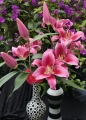 Dalian OT Lily Cut Flower