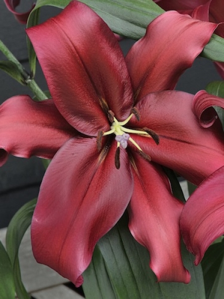 Lily 'Formia'