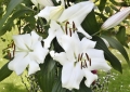 Mezzana Lily