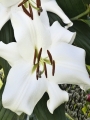 Lily 'Mezzana'