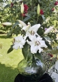 Mezzana Lily Cut flower