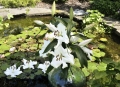 Lily 'Mezzana'