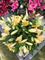 Oriental Trumpet Lily Terrasol