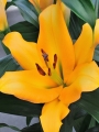 Lily 'Terrasol'