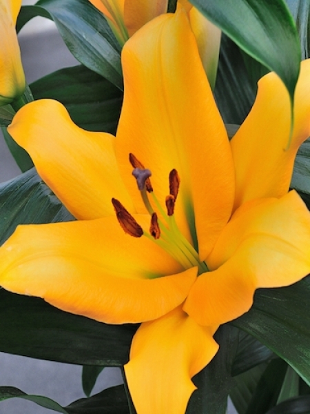 Lily 'Terrasol'