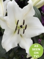 Lily 'Villa Blanca'