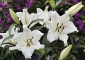 Villa Blanca OT Lily