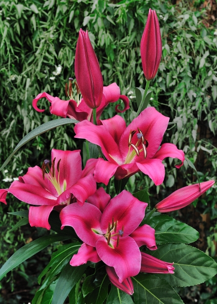 Lily 'Fujian'