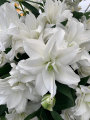 Roselily 'Angela'