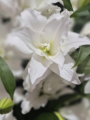 Roselily Angela
