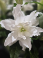 Roselily 'Angela'