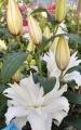 Roselily Angela