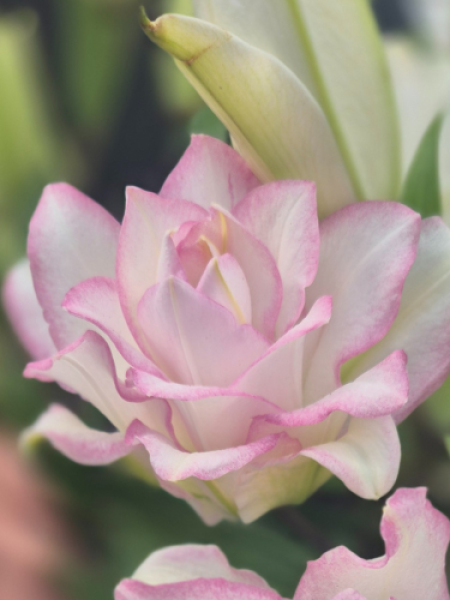 Roselily 'Anouska'