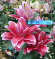 Roselily Donna Double Oriental Lily