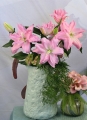 Roselily Editha Double Oriental Lily