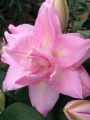 Roselily 'Editha'