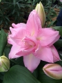Roselily Editha