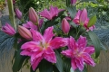 Roselily Julia Close up