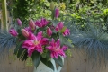 Roselily Julia DOuble Oriental Lily