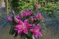 Roselily Julia