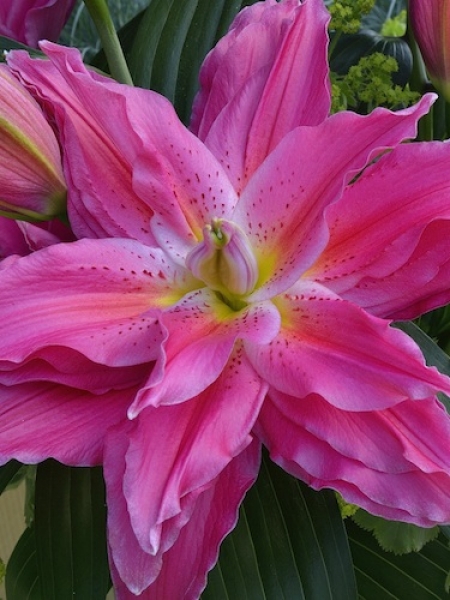 Roselily 'Julia'
