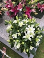 Roselily Lilies 'Leona'