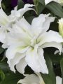 Roselily 'Leona'