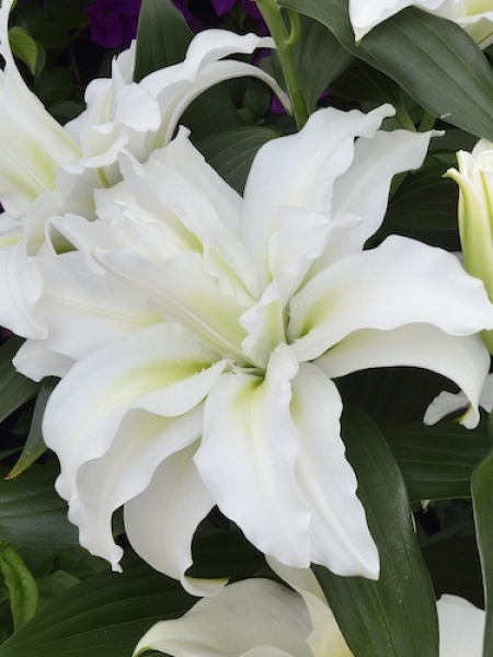 Roselily 'Leona'