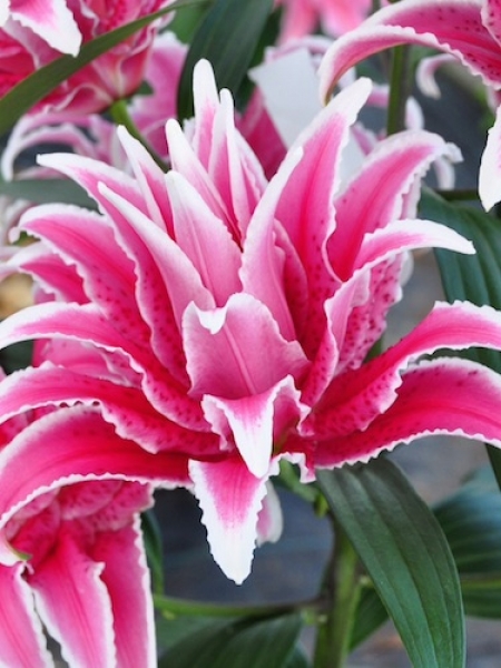 Roselily 'Lorena'