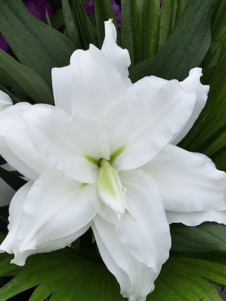 Roselily 'Pamela'