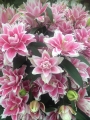 Roselily Samantha Lily bulb display